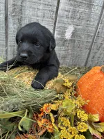 Black Girl 1, a female Labrador Retriever for sale in Portland, IN – 1 of 1