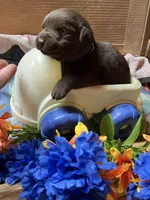 Lab Chocolate Boy 1, a male Labrador Retriever for sale in Portland, IN – Photo 2 of 3