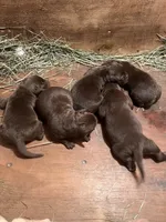 Lab Chocolate Boy 1, a male Labrador Retriever for sale in Portland, IN – Photo 3 of 3