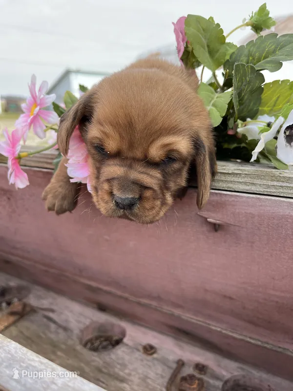 Hanna B, a female Basset Hound for sale in Portland, IN – Photo 1 of 2