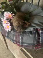 Hanna B, a female Basset Hound for sale in Portland, IN – Photo 2 of 2