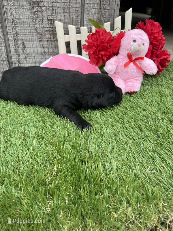 black girl #1 – Labrador Retriever puppy for sale in Portland, IN
