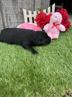 black girl #1, a female Labrador Retriever for sale in Portland, IN – 1 of 1