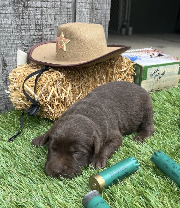 chocolate boy #3 – Labrador Retriever puppy for sale in Portland, IN