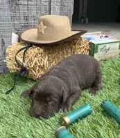 chocolate boy #3, a male Labrador Retriever for sale in Portland, IN – 1 of 1