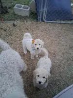 Puppy, a male Poodle - Standard  for sale in Nashville, TN – Photo 6 of 6