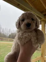 Puppy, a male Poodle - Standard  for sale in Nashville, TN – Photo 4 of 6