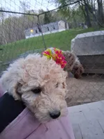 Puppy, a male Poodle - Standard  for sale in Nashville, TN – Photo 2 of 6