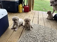 Puppy, a male Poodle - Standard  for sale in Nashville, TN – Photo 5 of 6