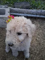 Puppy, a male Poodle - Standard  for sale in Nashville, TN – Photo 1 of 6