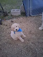 Puppy, a male Poodle - Standard  for sale in Nashville, TN – Photo 3 of 6