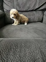 mini poodle, a male Poodle - Miniature  for sale in Chapel Hill, NC – Photo 5 of 10