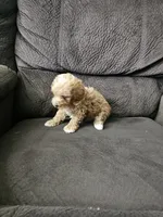 mini poodle, a male Poodle - Miniature  for sale in Chapel Hill, NC – Photo 4 of 10