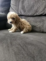 mini poodle, a male Poodle - Miniature  for sale in Chapel Hill, NC – Photo 6 of 10