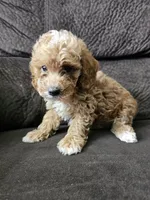 mini poodle, a male Poodle - Miniature  for sale in Chapel Hill, NC – Photo 2 of 10