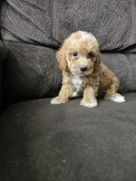 mini poodle, a male Poodle - Miniature  for sale in Chapel Hill, NC – Photo 3 of 10