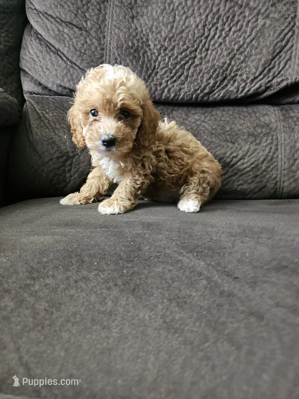 mini poodle, a male Poodle - Miniature  for sale in Chapel Hill, NC – Photo 1 of 10