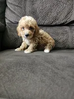 mini poodle, a male Poodle - Miniature  for sale in Chapel Hill, NC – Photo 1 of 10