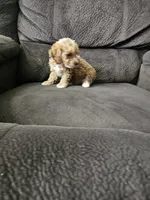 mini poodle, a male Poodle - Miniature  for sale in Chapel Hill, NC – Photo 9 of 10