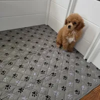 Nico, a male Poodle - Toy  for sale in Chapel Hill, NC – 8 of 9