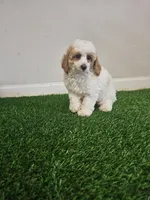mini poodle male, a male Poodle - Miniature  for sale in Chapel Hill, NC – Photo 8 of 9