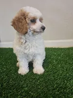 mini poodle male, a male Poodle - Miniature  for sale in Chapel Hill, NC – Photo 7 of 9