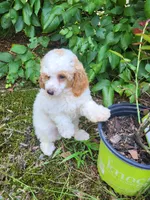 mini poodle male, a male Poodle - Miniature  for sale in Chapel Hill, NC – Photo 2 of 9