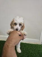 mini poodle male, a male Poodle - Miniature  for sale in Chapel Hill, NC – Photo 5 of 9