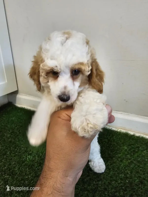 mini poodle male