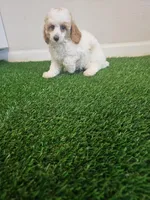 mini poodle male, a male Poodle - Miniature  for sale in Chapel Hill, NC – Photo 3 of 9