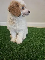 mini poodle male, a male Poodle - Miniature  for sale in Chapel Hill, NC – Photo 9 of 9
