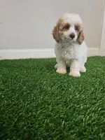 mini poodle male, a male Poodle - Miniature  for sale in Chapel Hill, NC – Photo 4 of 9