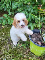 mini poodle male, a male Poodle - Miniature  for sale in Chapel Hill, NC – Photo 6 of 9