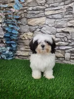 shih tzu female, a female Shih Tzu for sale in Chapel Hill, NC – Photo 3 of 10