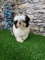 shih tzu female, a female Shih Tzu for sale in Chapel Hill, NC – Photo 8 of 10