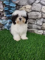 shih tzu female, a female Shih Tzu for sale in Chapel Hill, NC – Photo 5 of 10