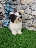 shih tzu female, a female Shih Tzu for sale in Chapel Hill, NC – Photo 6 of 10