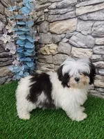 shih tzu female, a female Shih Tzu for sale in Chapel Hill, NC – Photo 4 of 10