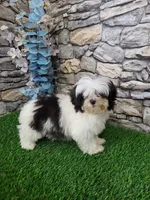shih tzu female, a female Shih Tzu for sale in Chapel Hill, NC – Photo 1 of 10