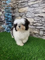 shih tzu female, a female Shih Tzu for sale in Chapel Hill, NC – Photo 7 of 10