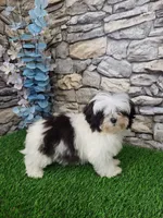 shih tzu female, a female Shih Tzu for sale in Chapel Hill, NC – Photo 2 of 10