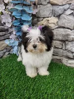 shih tzu female, a female Shih Tzu for sale in Chapel Hill, NC – Photo 10 of 10