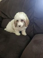 mini poodle female, a female Poodle - Miniature  for sale in Chapel Hill, NC – Photo 9 of 10