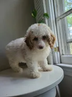 mini poodle female, a female Poodle - Miniature  for sale in Chapel Hill, NC – Photo 5 of 10