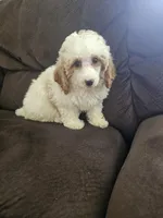 mini poodle female, a female Poodle - Miniature  for sale in Chapel Hill, NC – Photo 10 of 10