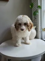 mini poodle female, a female Poodle - Miniature  for sale in Chapel Hill, NC – Photo 4 of 10