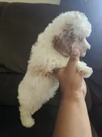 mini poodle female, a female Poodle - Miniature  for sale in Chapel Hill, NC – Photo 7 of 10