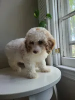 mini poodle female, a female Poodle - Miniature  for sale in Chapel Hill, NC – Photo 3 of 10