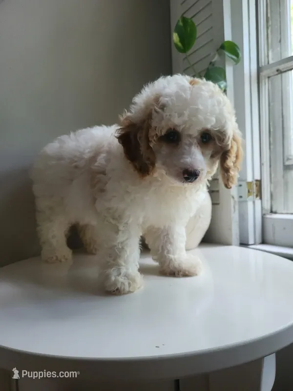 mini poodle female