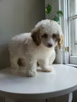 mini poodle female, a female Poodle - Miniature  for sale in Chapel Hill, NC – Photo 1 of 10